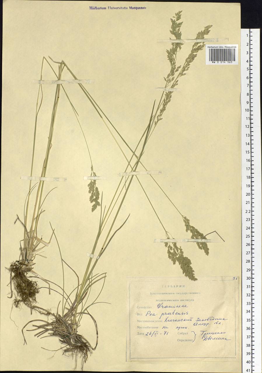 Poa pratensis L., Siberia, Russian Far East (S6) (Russia)