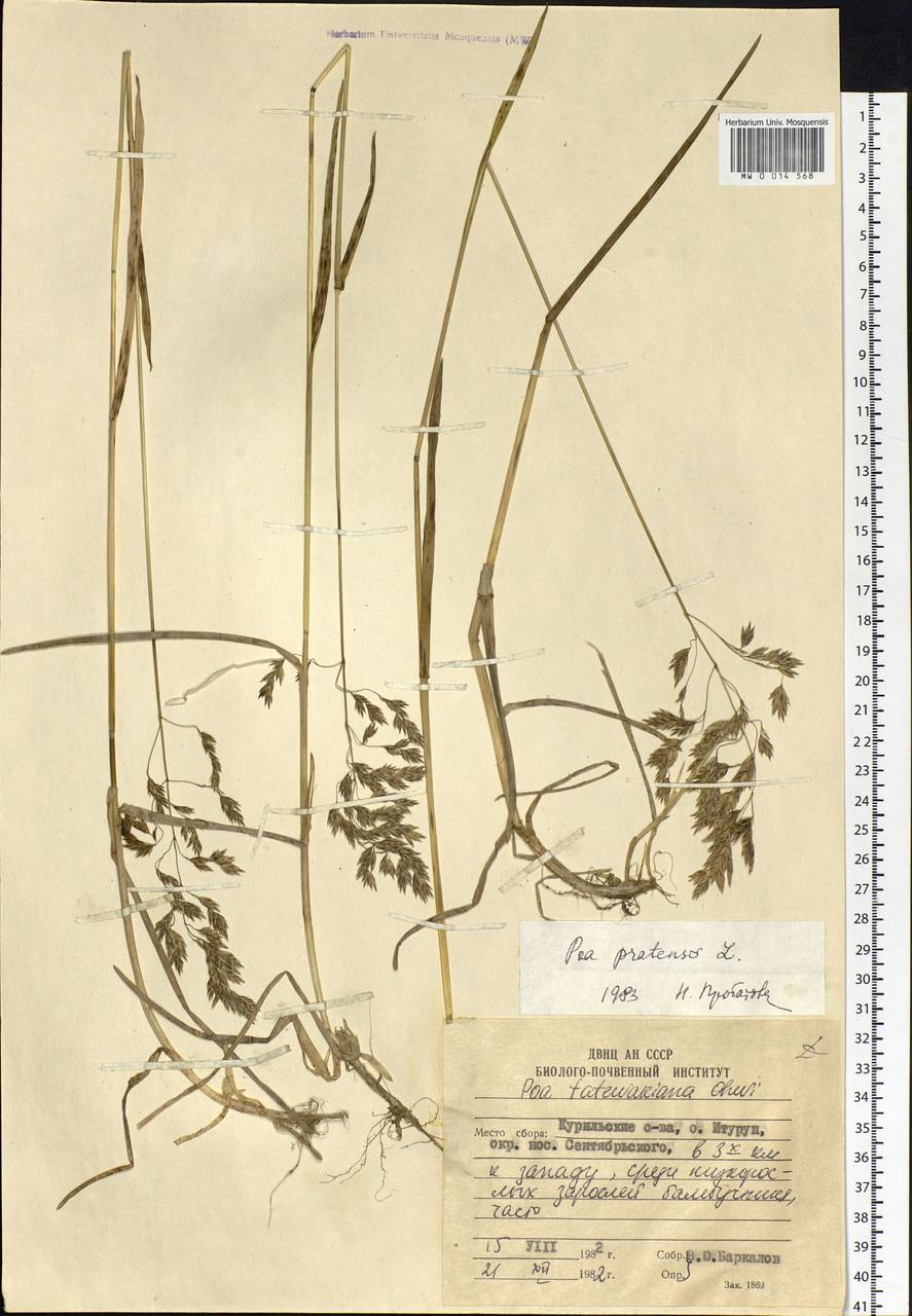 Poa pratensis L., Siberia, Russian Far East (S6) (Russia)