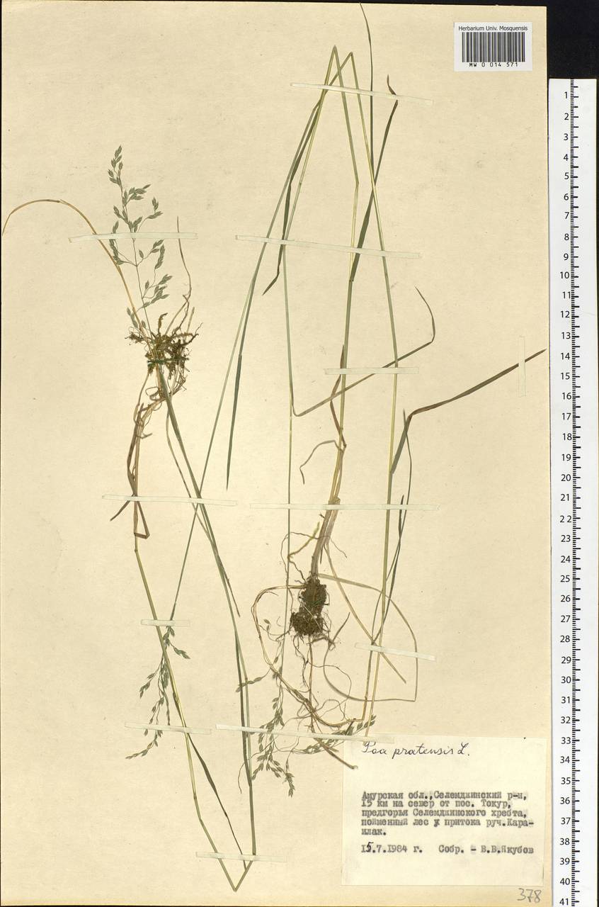 Poa pratensis L., Siberia, Russian Far East (S6) (Russia)