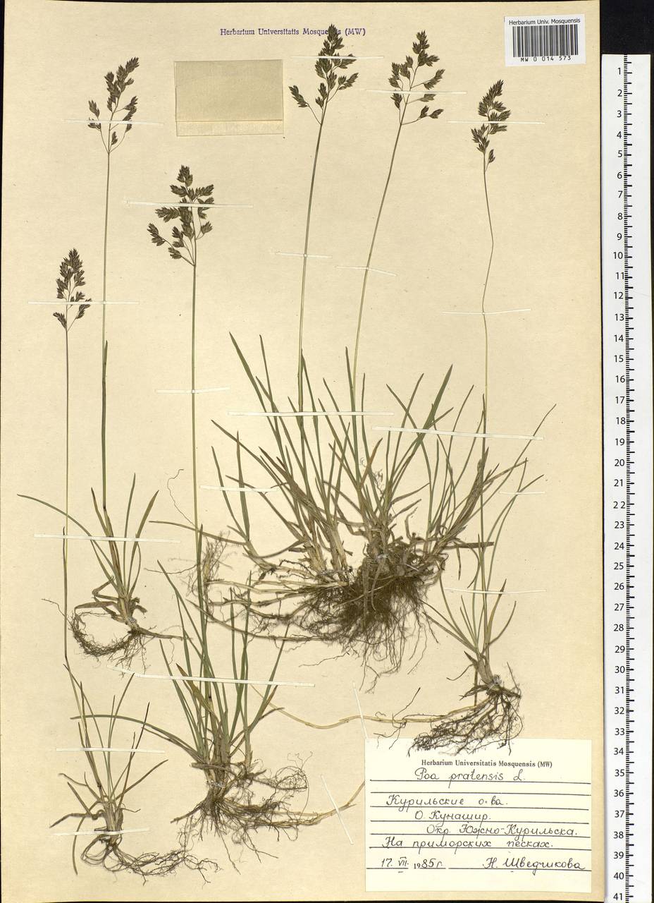 Poa pratensis L., Siberia, Russian Far East (S6) (Russia)
