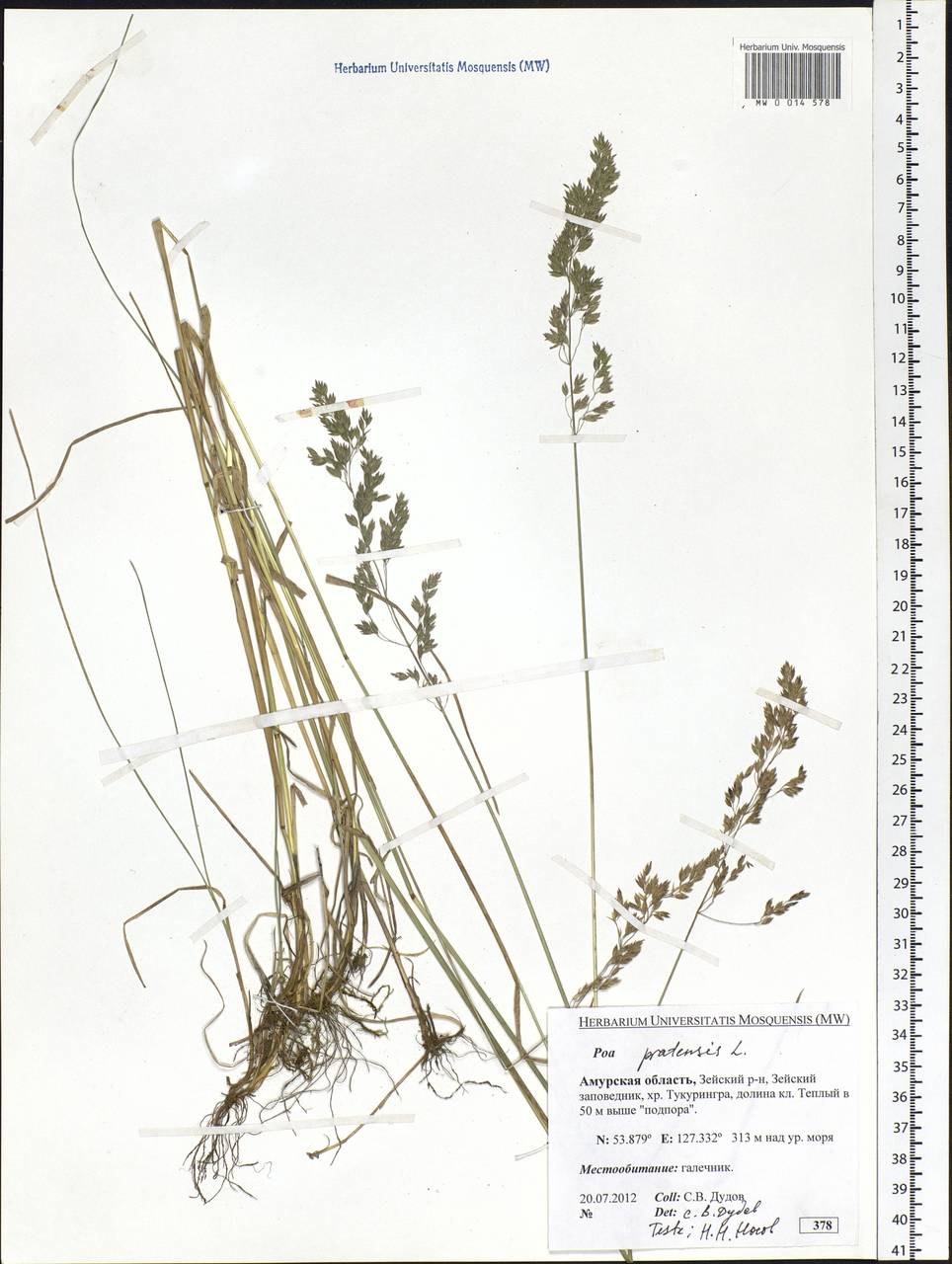Poa pratensis L., Siberia, Russian Far East (S6) (Russia)