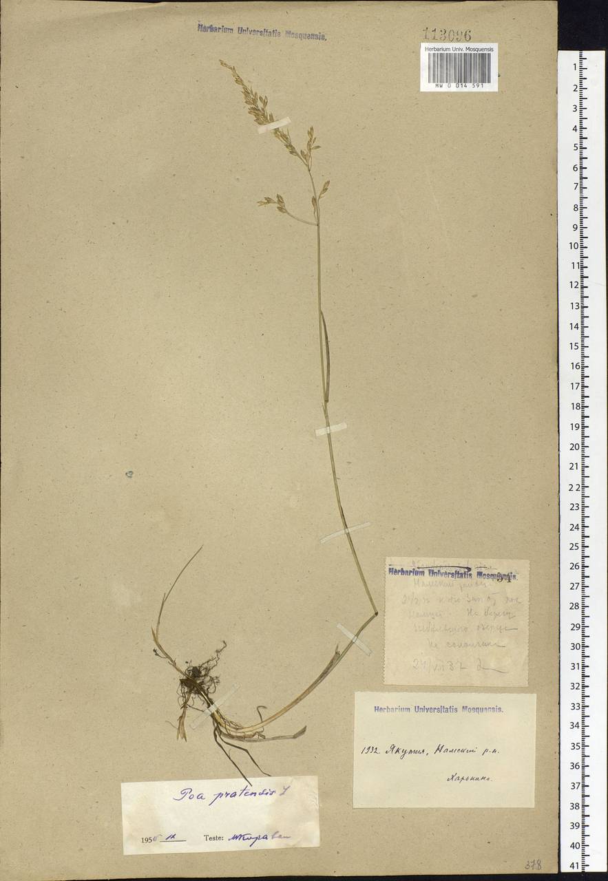 Poa pratensis L., Siberia, Yakutia (S5) (Russia)