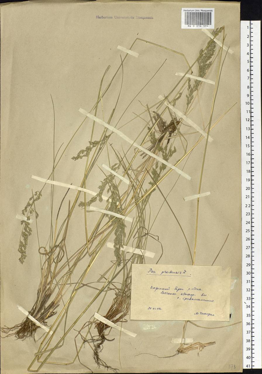Poa pratensis L., Siberia, Baikal & Transbaikal region (S4) (Russia)