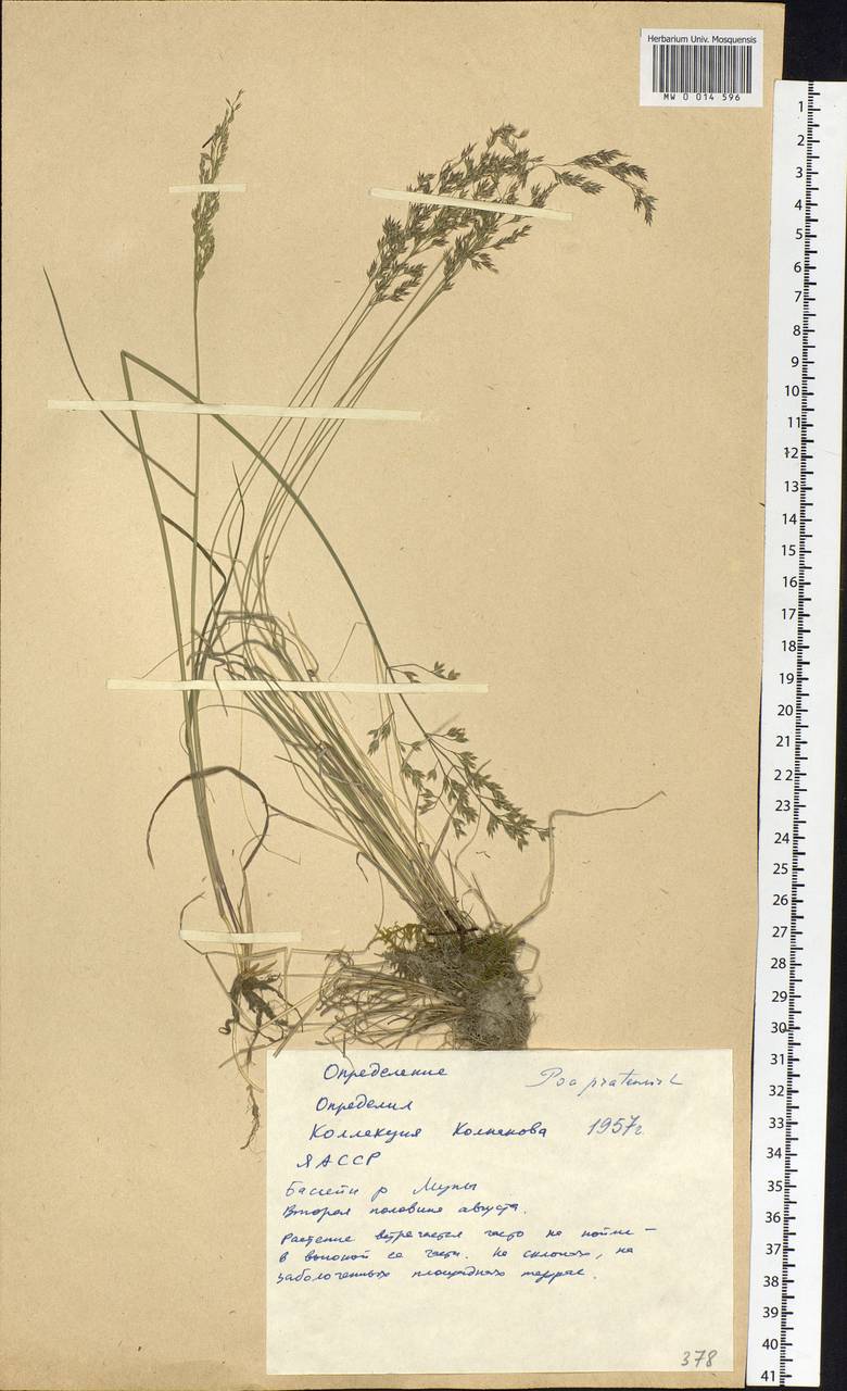 Poa pratensis L., Siberia, Yakutia (S5) (Russia)