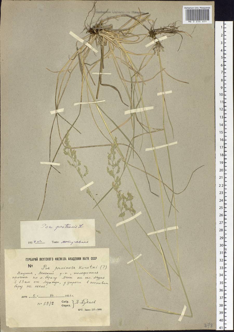 Poa pratensis L., Siberia, Yakutia (S5) (Russia)