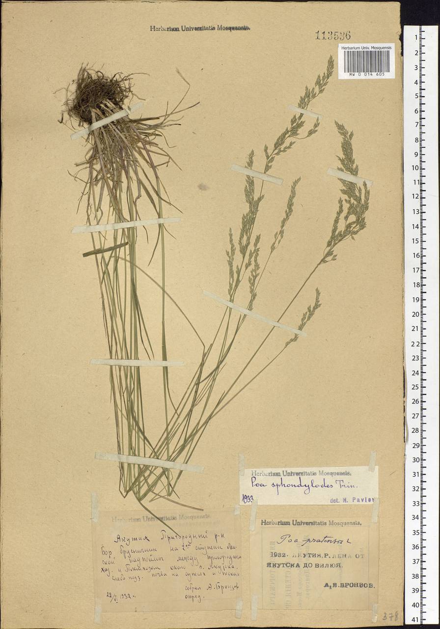 Poa pratensis L., Siberia, Yakutia (S5) (Russia)