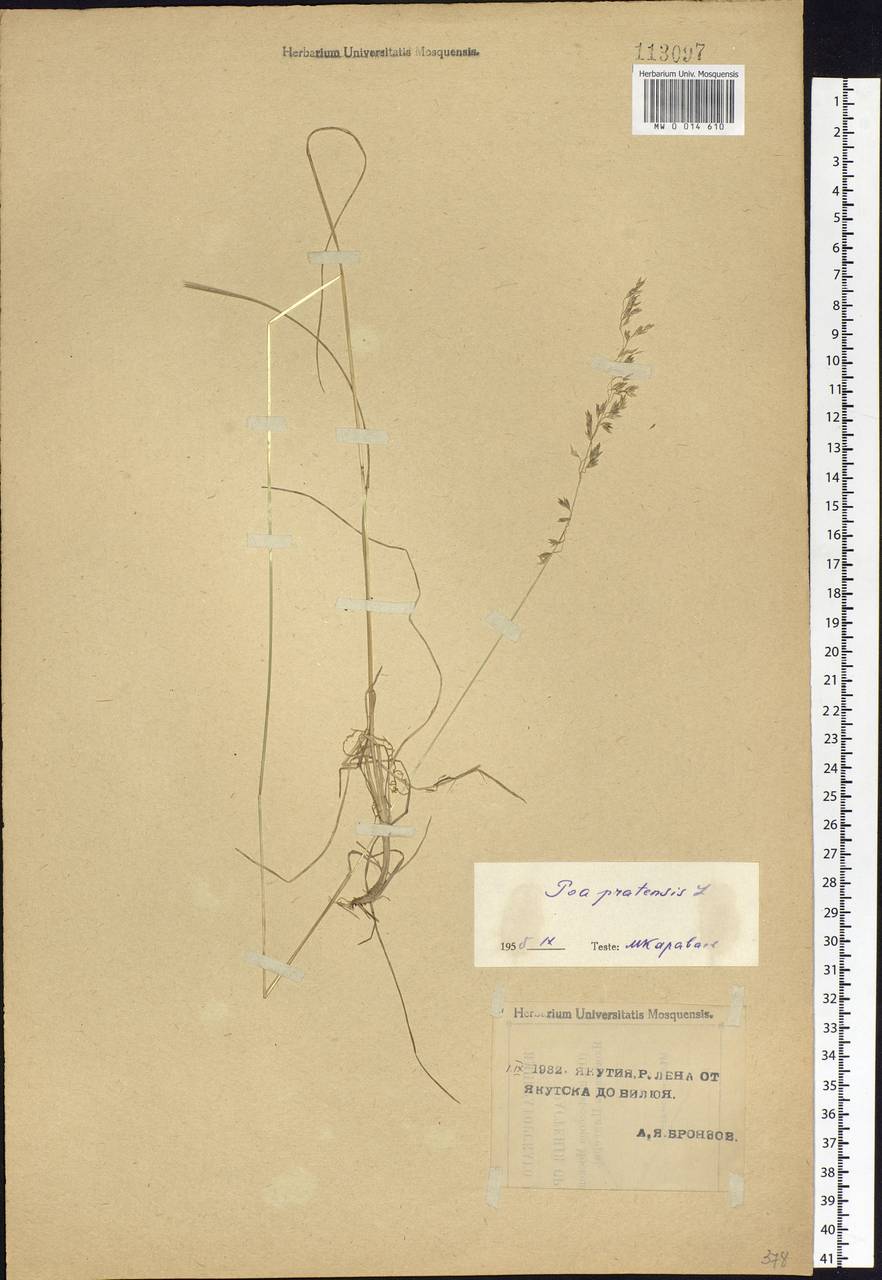 Poa pratensis L., Siberia, Yakutia (S5) (Russia)