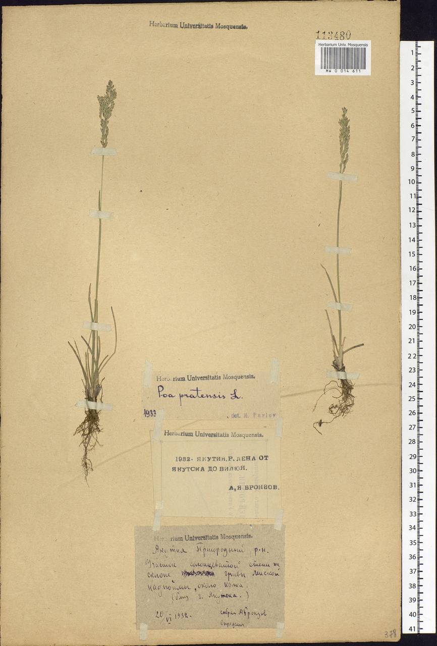 Poa pratensis L., Siberia, Yakutia (S5) (Russia)