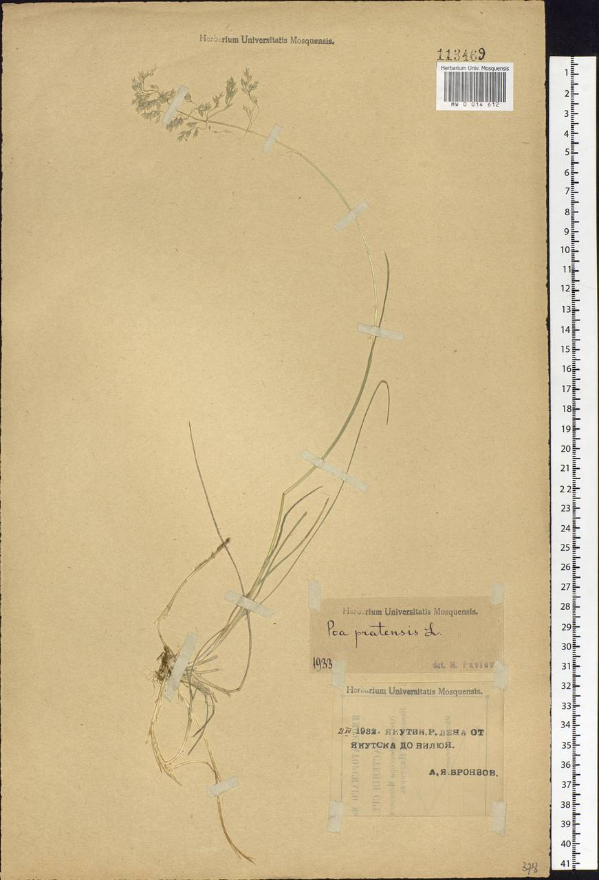 Poa pratensis L., Siberia, Yakutia (S5) (Russia)