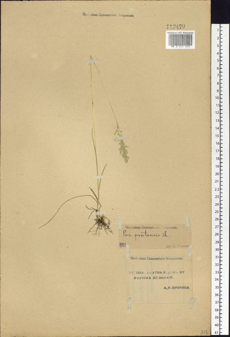 Poa pratensis L., Siberia, Yakutia (S5) (Russia)