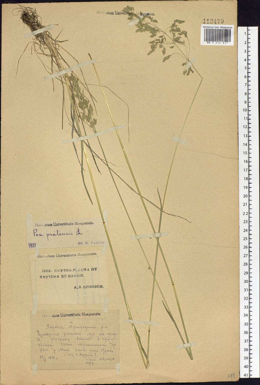 Poa pratensis L., Siberia, Yakutia (S5) (Russia)
