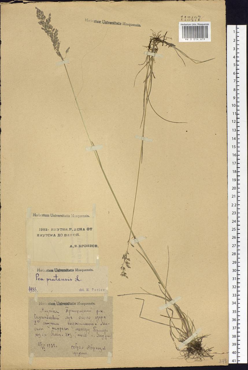 Poa pratensis L., Siberia, Yakutia (S5) (Russia)