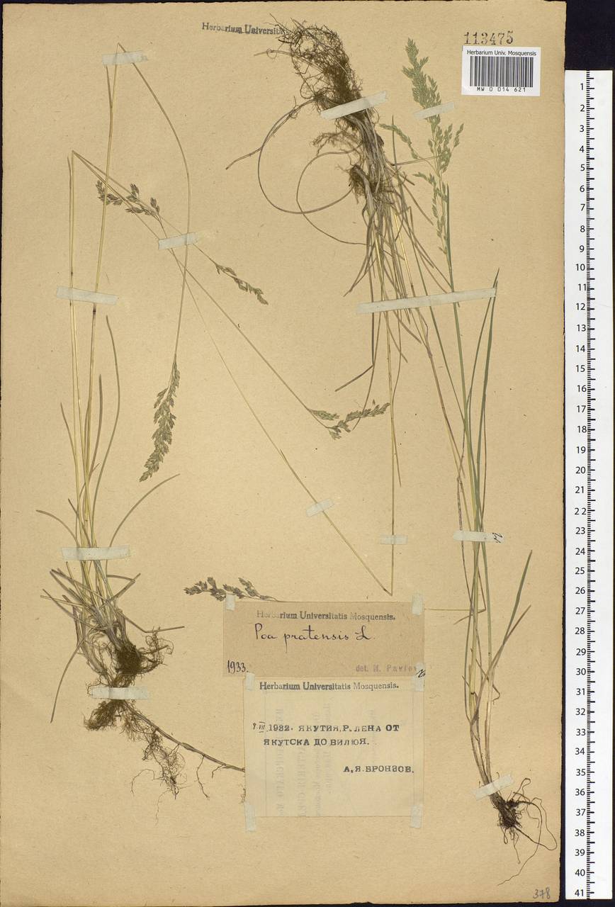 Poa pratensis L., Siberia, Yakutia (S5) (Russia)