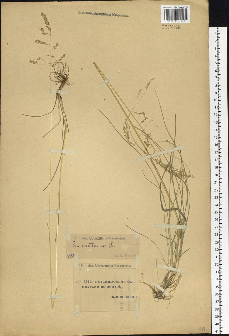 Poa pratensis L., Siberia, Yakutia (S5) (Russia)