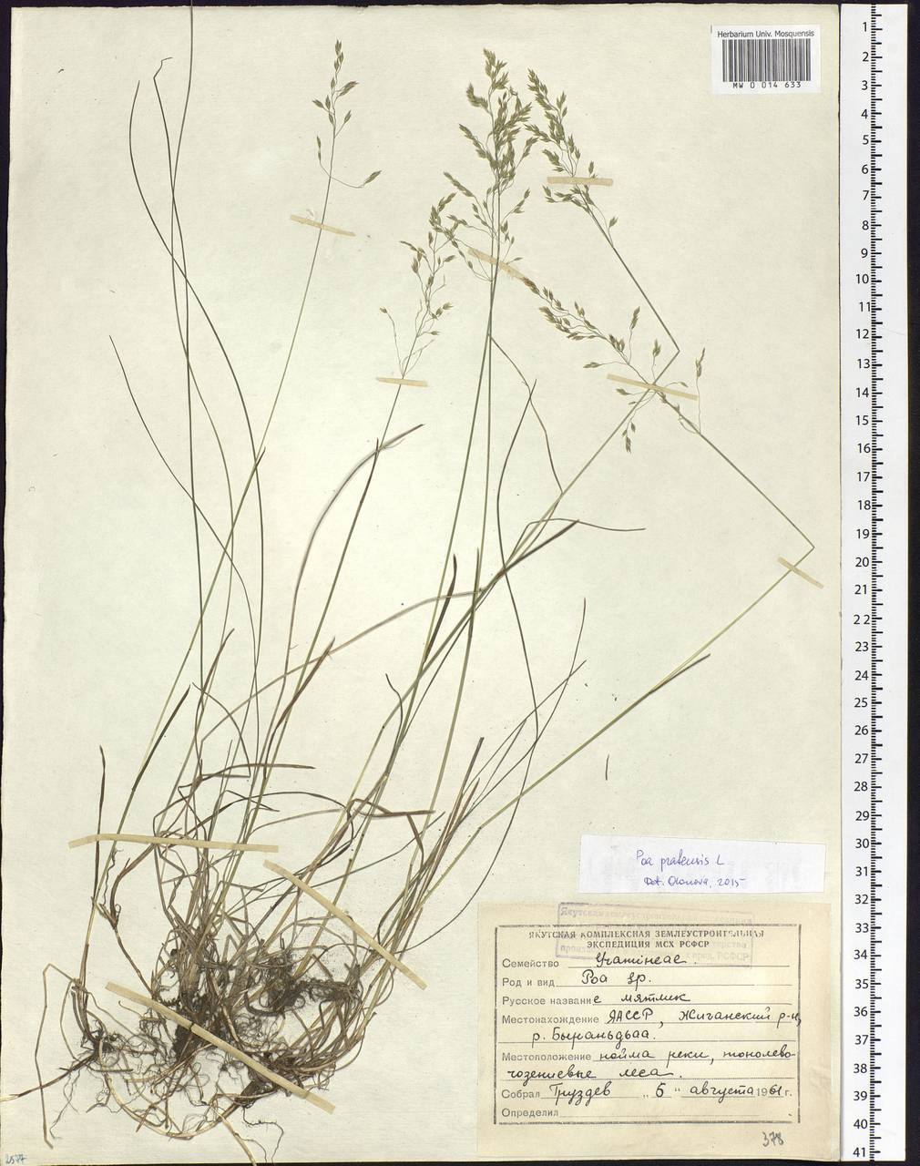 Poa pratensis L., Siberia, Yakutia (S5) (Russia)