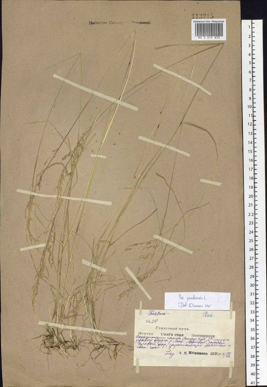 Poa pratensis L., Siberia, Yakutia (S5) (Russia)