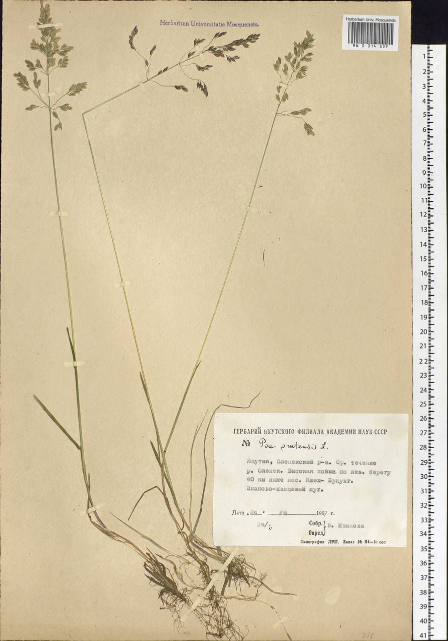 Poa pratensis L., Siberia, Yakutia (S5) (Russia)