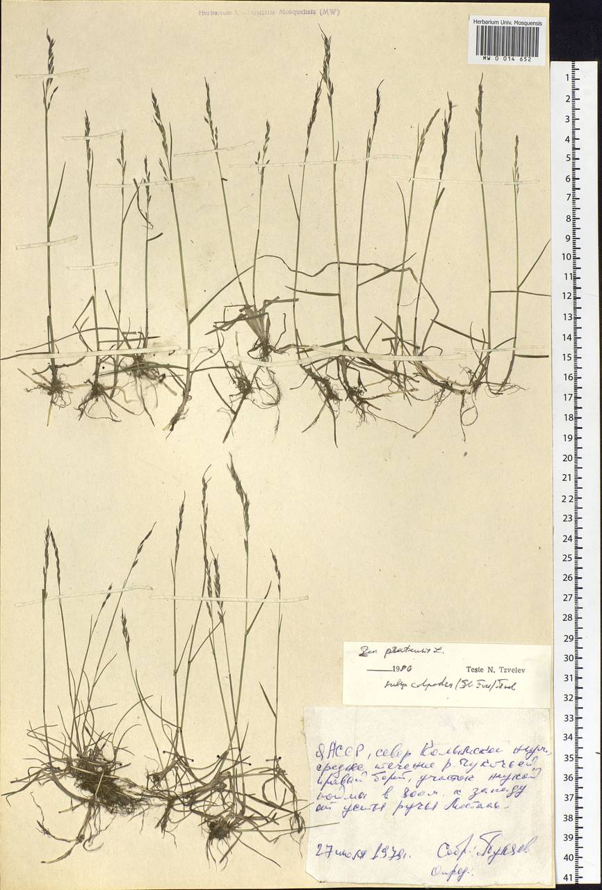 Poa pratensis L., Siberia, Yakutia (S5) (Russia)