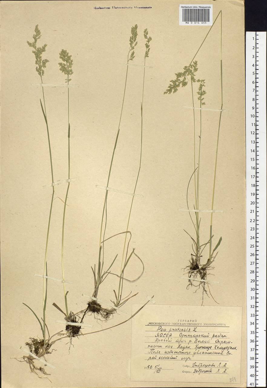 Poa pratensis L., Siberia, Yakutia (S5) (Russia)