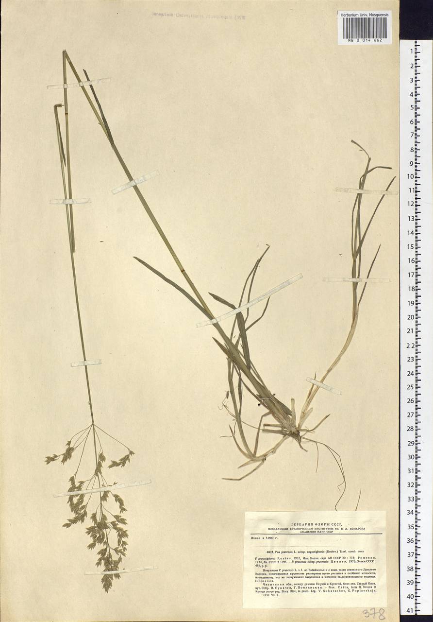 Poa pratensis L., Siberia, Baikal & Transbaikal region (S4) (Russia)