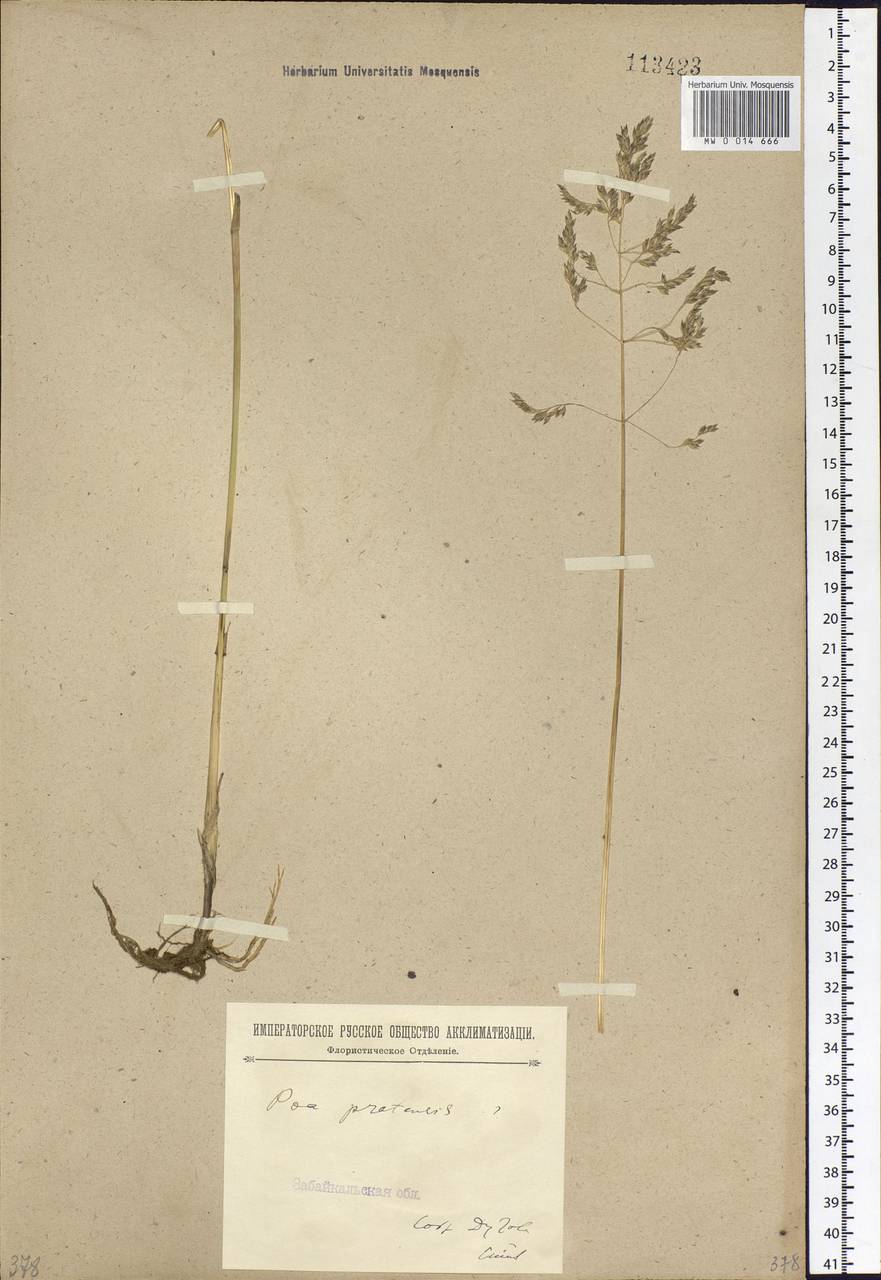 Poa pratensis L., Siberia, Baikal & Transbaikal region (S4) (Russia)