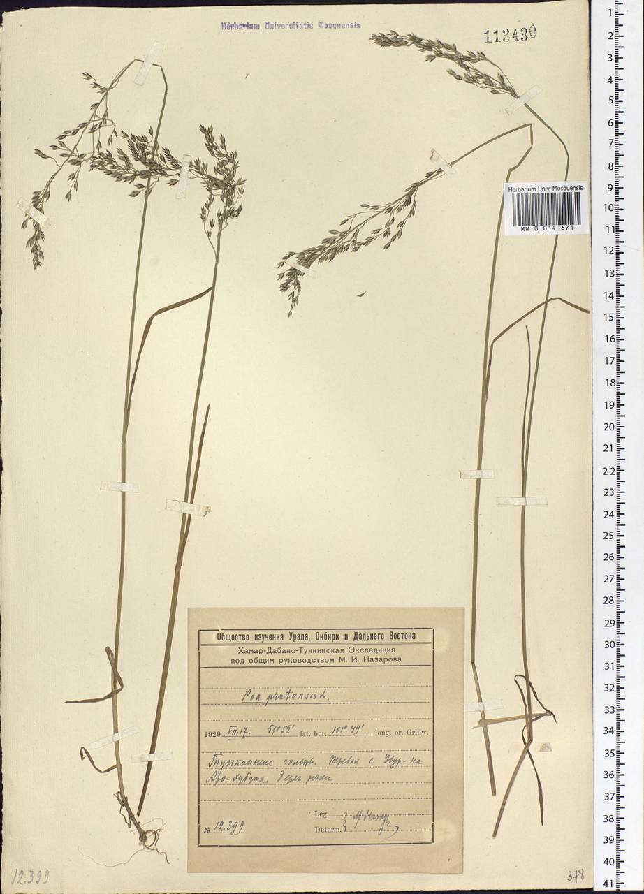 Poa pratensis L., Siberia, Baikal & Transbaikal region (S4) (Russia)