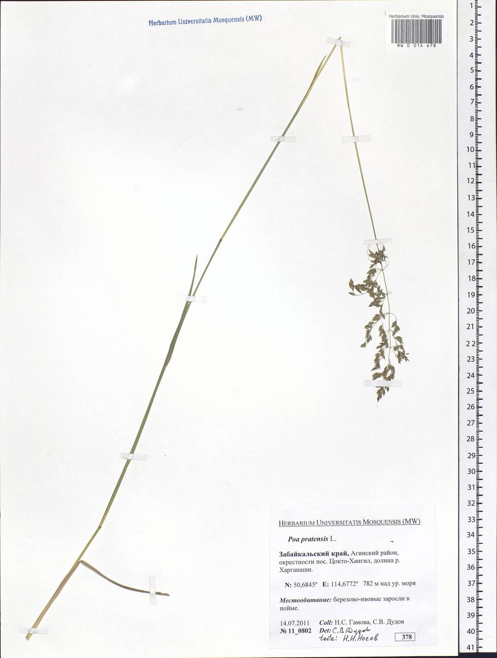 Poa pratensis L., Siberia, Baikal & Transbaikal region (S4) (Russia)