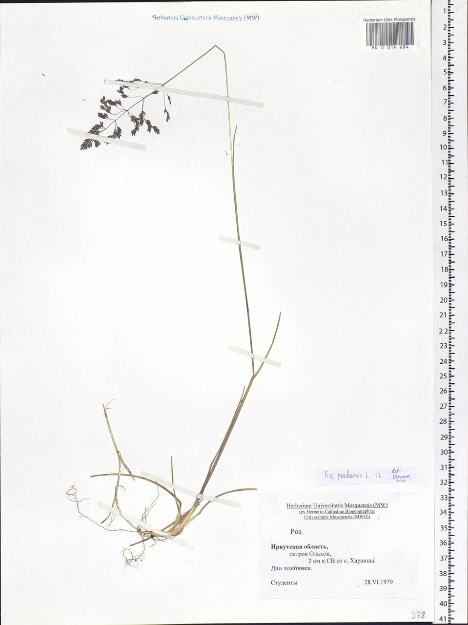 Poa pratensis L., Siberia, Baikal & Transbaikal region (S4) (Russia)