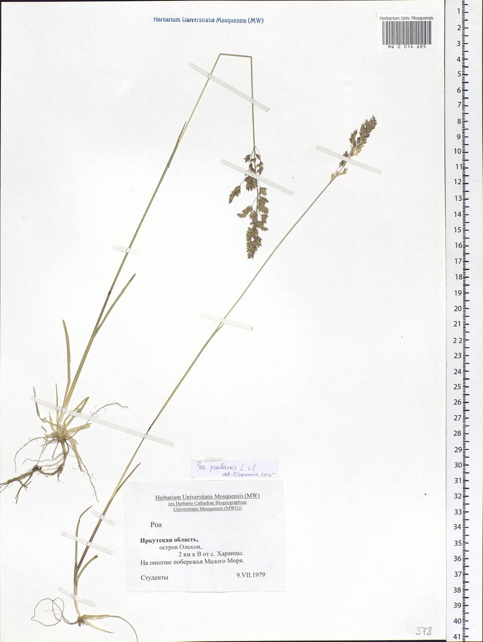 Poa pratensis L., Siberia, Baikal & Transbaikal region (S4) (Russia)