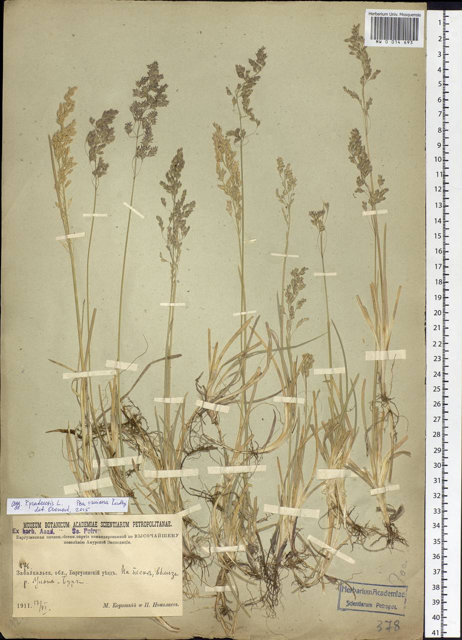 Poa pratensis L., Siberia, Baikal & Transbaikal region (S4) (Russia)