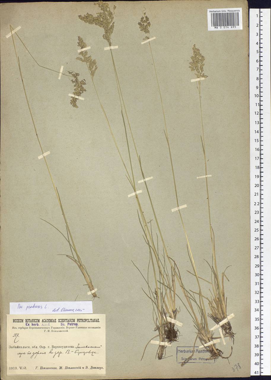 Poa pratensis L., Siberia, Baikal & Transbaikal region (S4) (Russia)