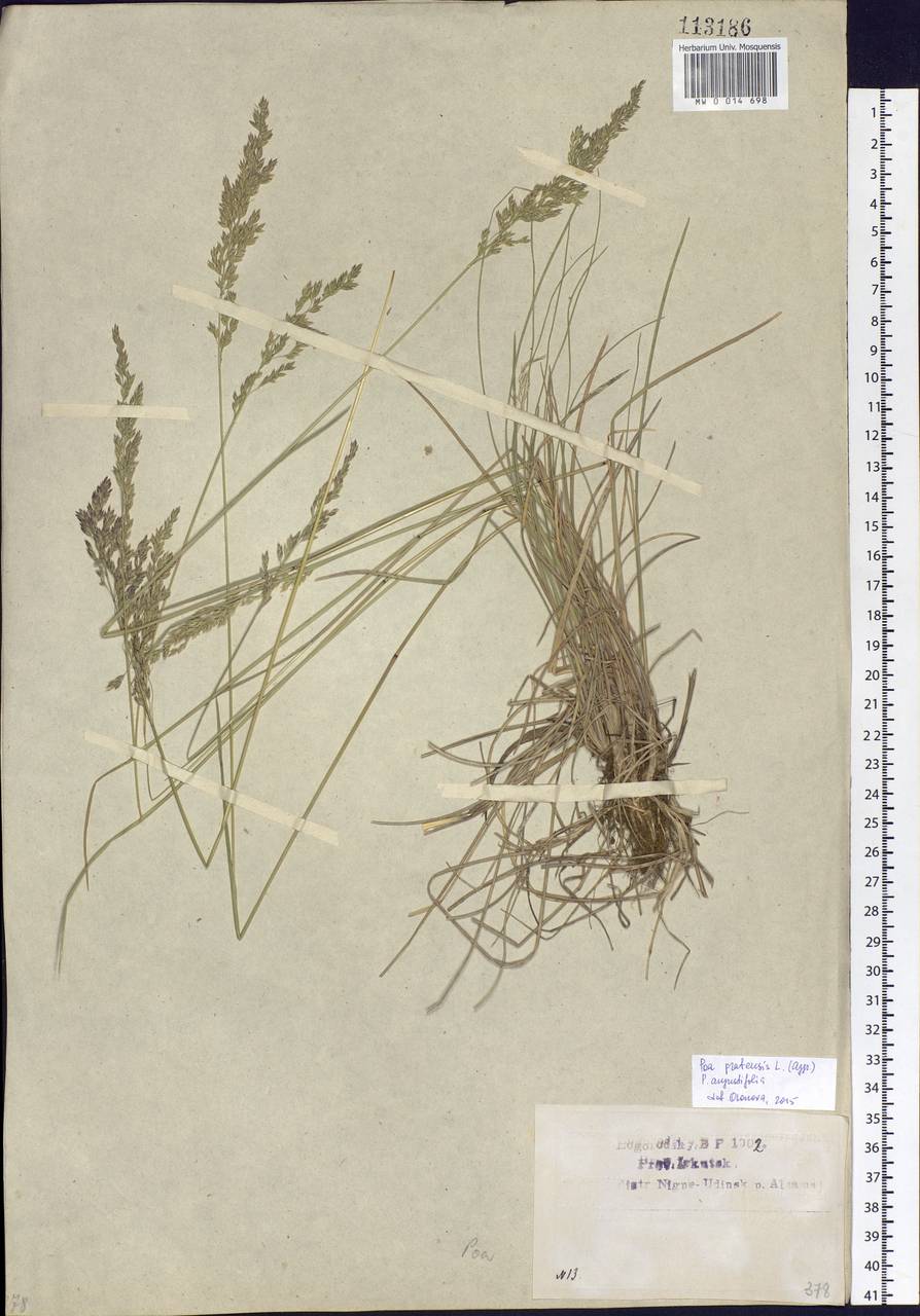 Poa pratensis L., Siberia, Baikal & Transbaikal region (S4) (Russia)