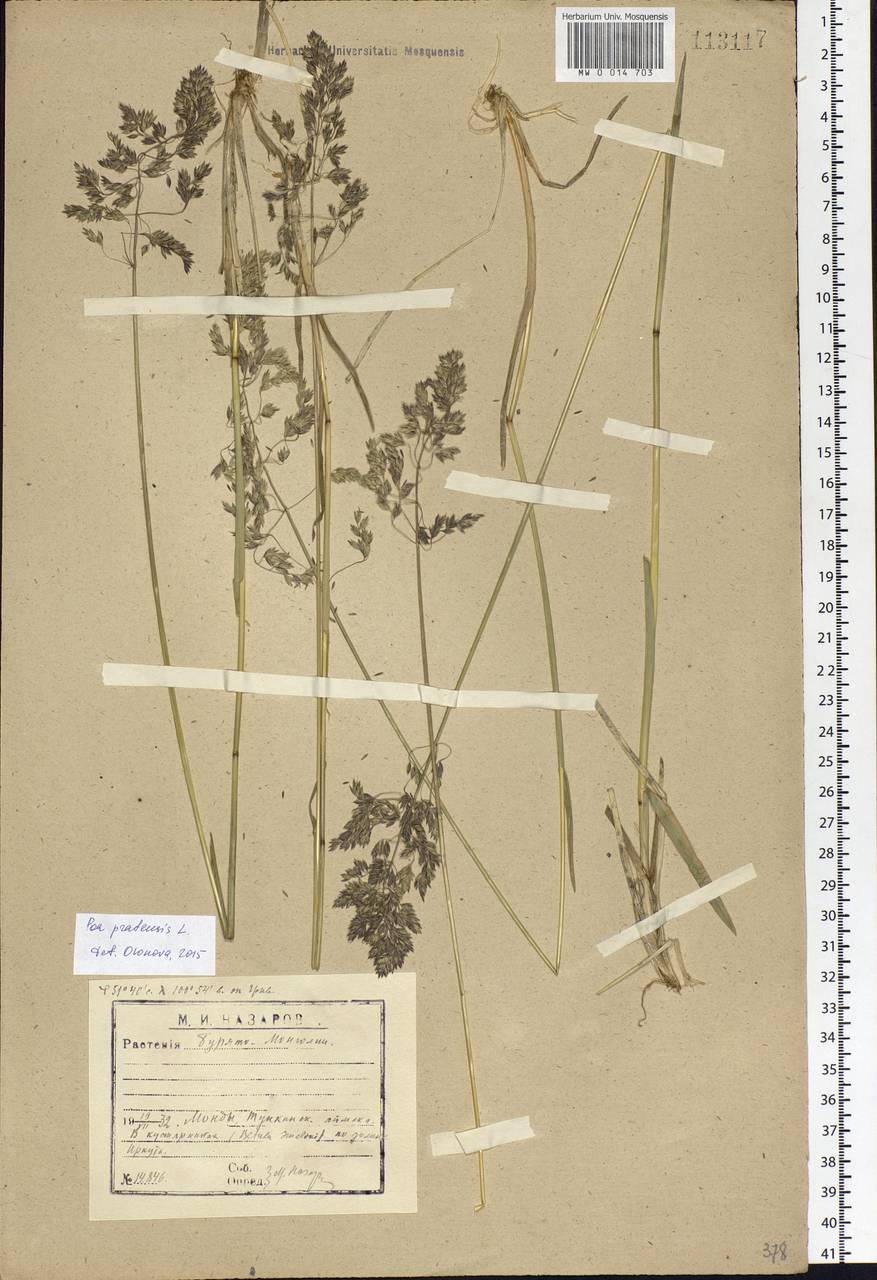 Poa pratensis L., Siberia, Baikal & Transbaikal region (S4) (Russia)