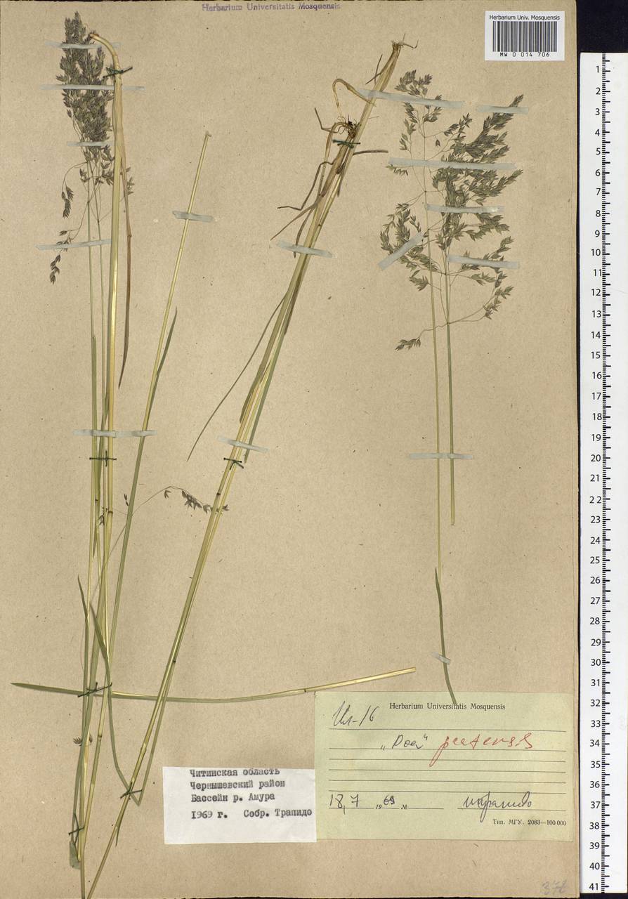 Poa pratensis L., Siberia, Baikal & Transbaikal region (S4) (Russia)