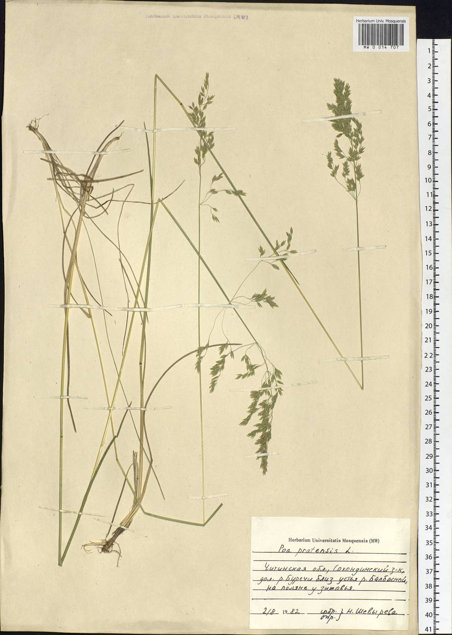 Poa pratensis L., Siberia, Baikal & Transbaikal region (S4) (Russia)