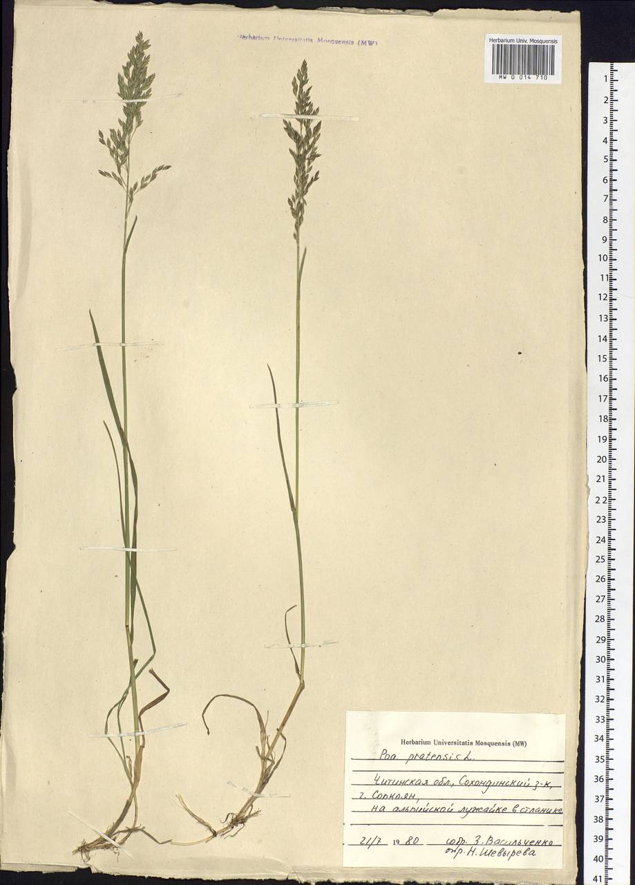 Poa pratensis L., Siberia, Baikal & Transbaikal region (S4) (Russia)