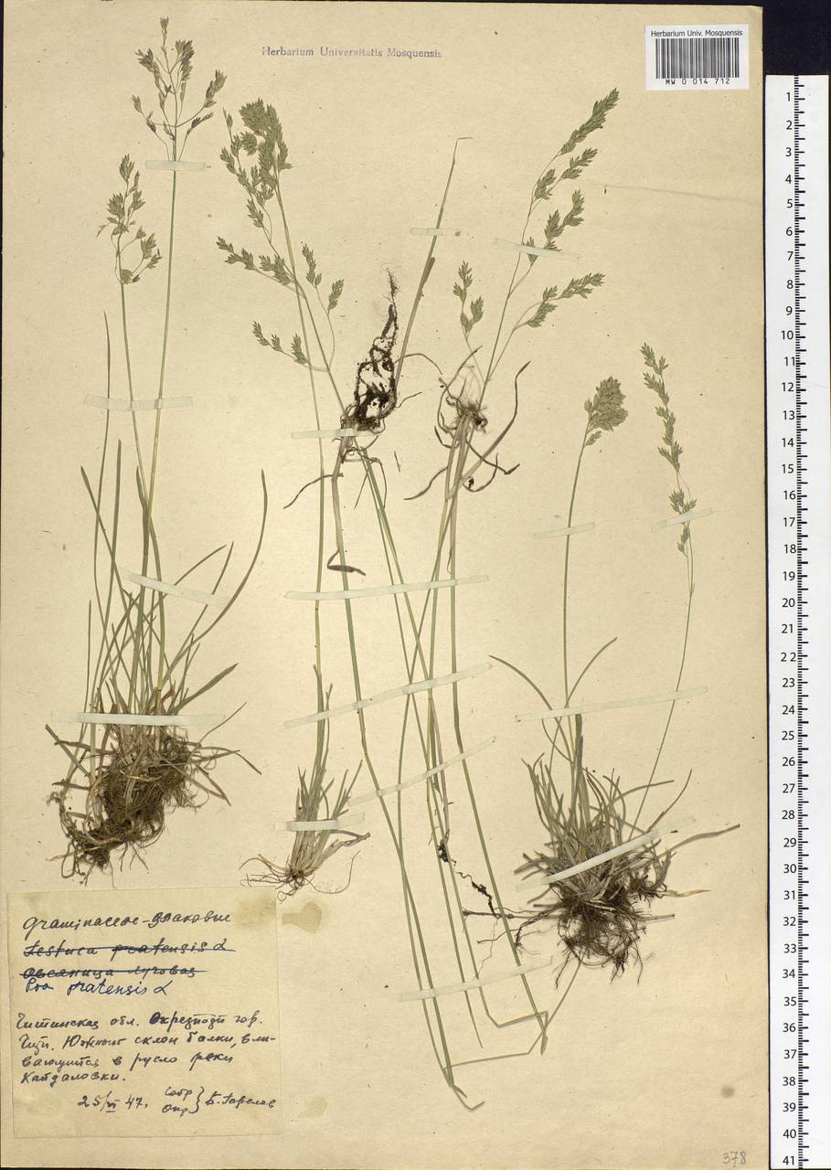 Poa pratensis L., Siberia, Baikal & Transbaikal region (S4) (Russia)