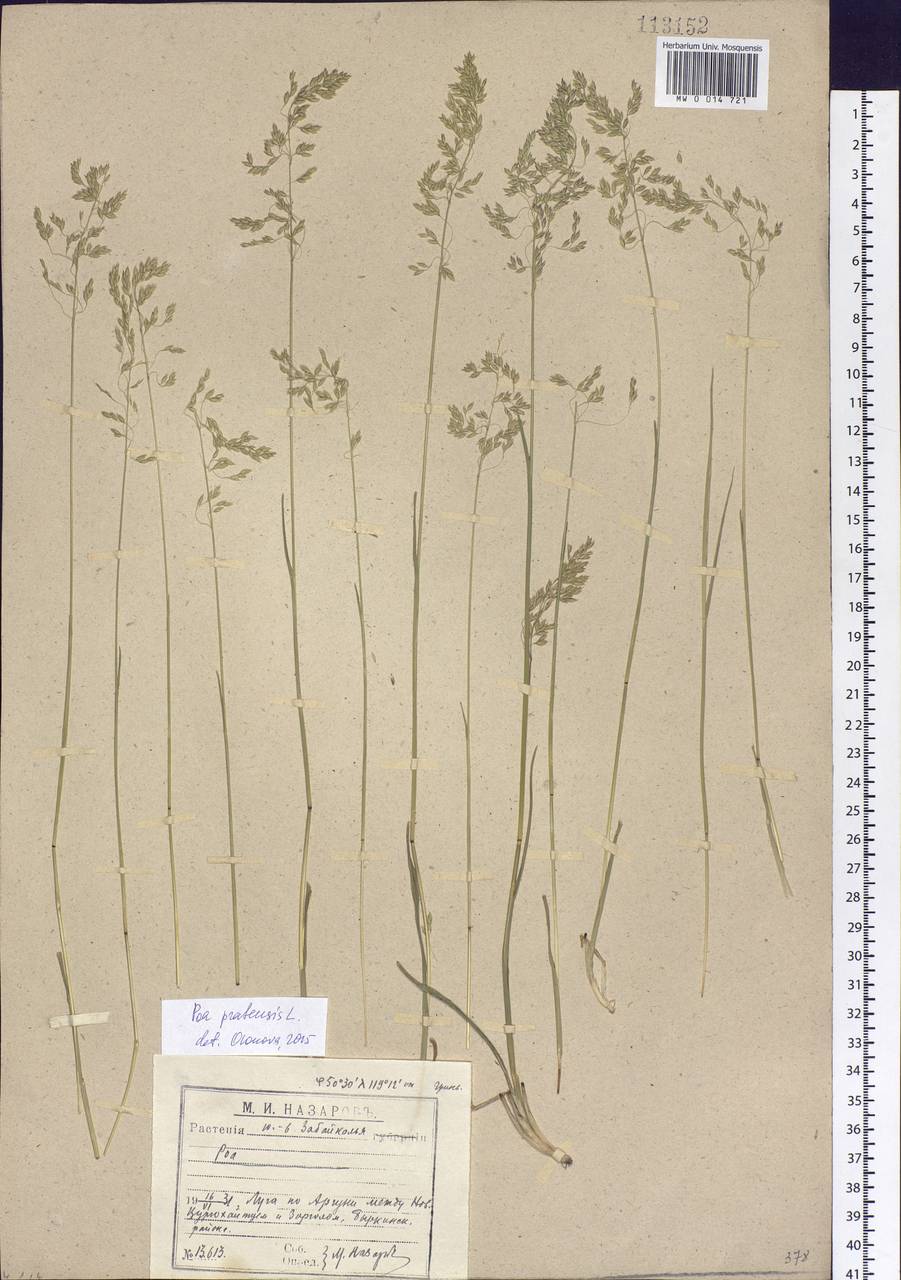 Poa pratensis L., Siberia, Baikal & Transbaikal region (S4) (Russia)