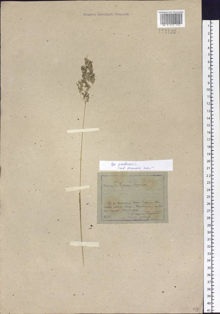 Poa pratensis L., Siberia, Baikal & Transbaikal region (S4) (Russia)