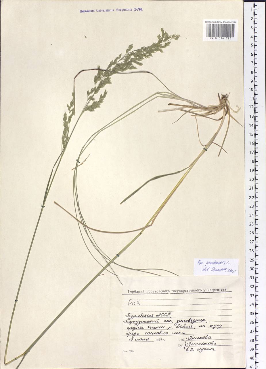 Poa pratensis L., Siberia, Baikal & Transbaikal region (S4) (Russia)