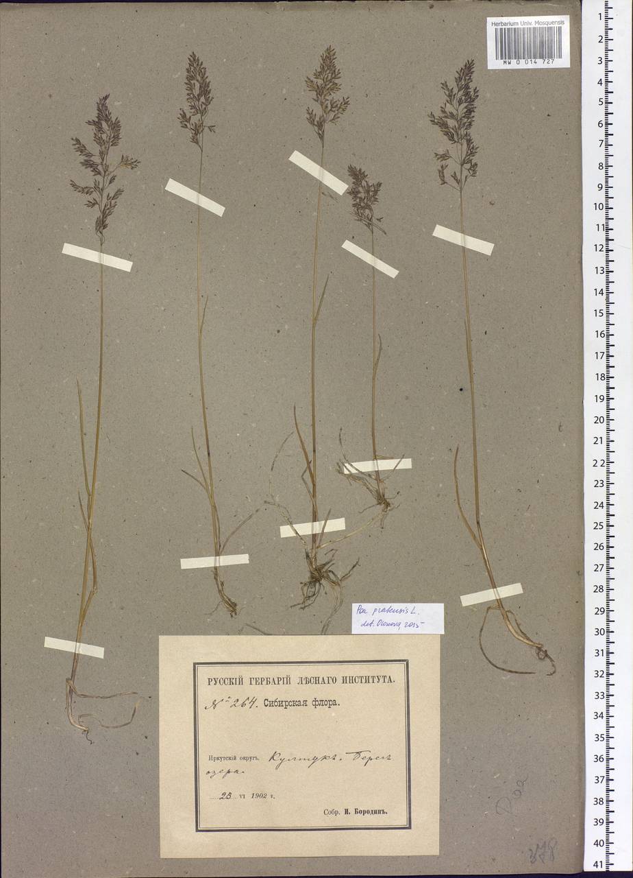 Poa pratensis L., Siberia, Baikal & Transbaikal region (S4) (Russia)