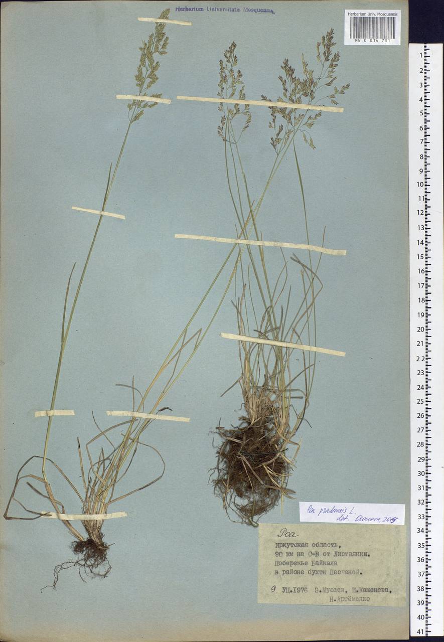 Poa pratensis L., Siberia, Baikal & Transbaikal region (S4) (Russia)