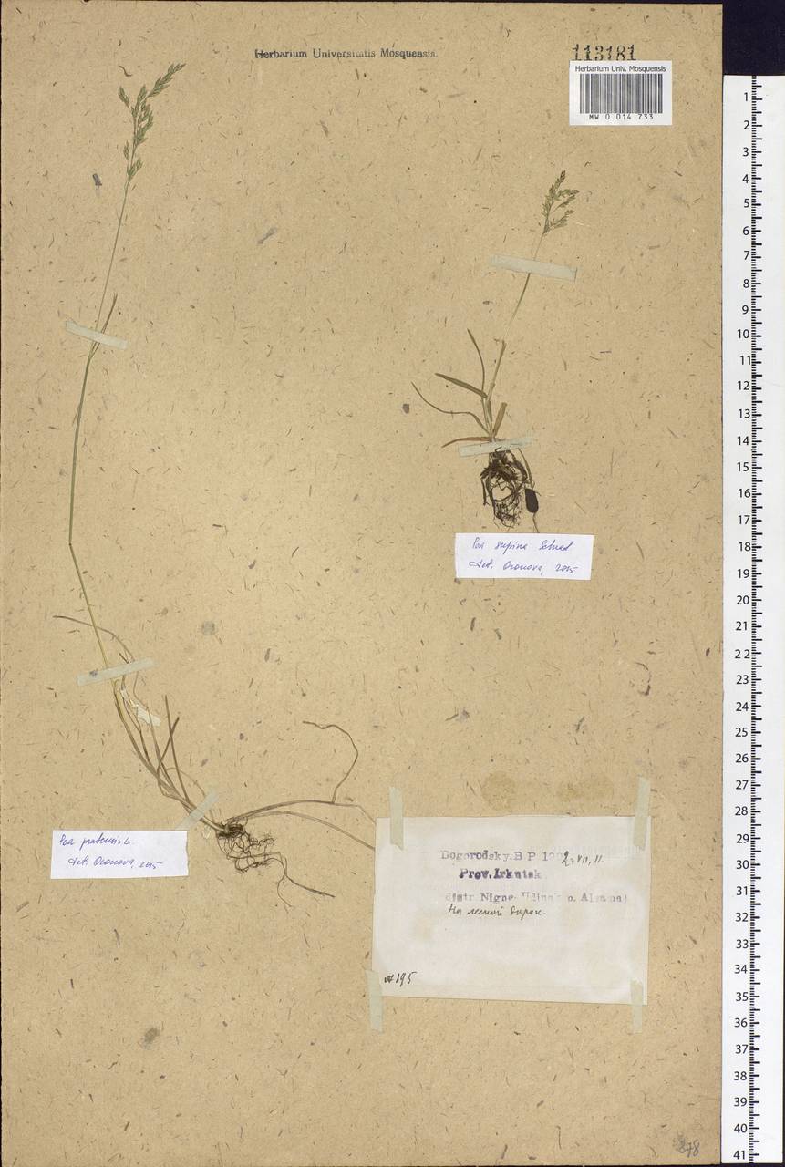 Poa pratensis L., Siberia, Baikal & Transbaikal region (S4) (Russia)