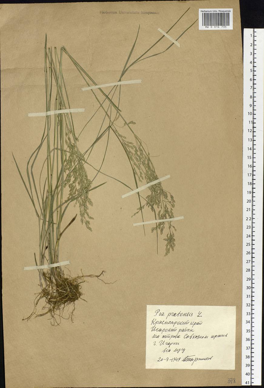 Poa pratensis L., Siberia, Central Siberia (S3) (Russia)