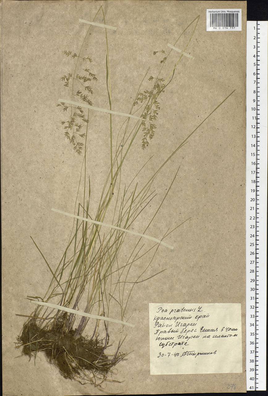 Poa pratensis L., Siberia, Central Siberia (S3) (Russia)