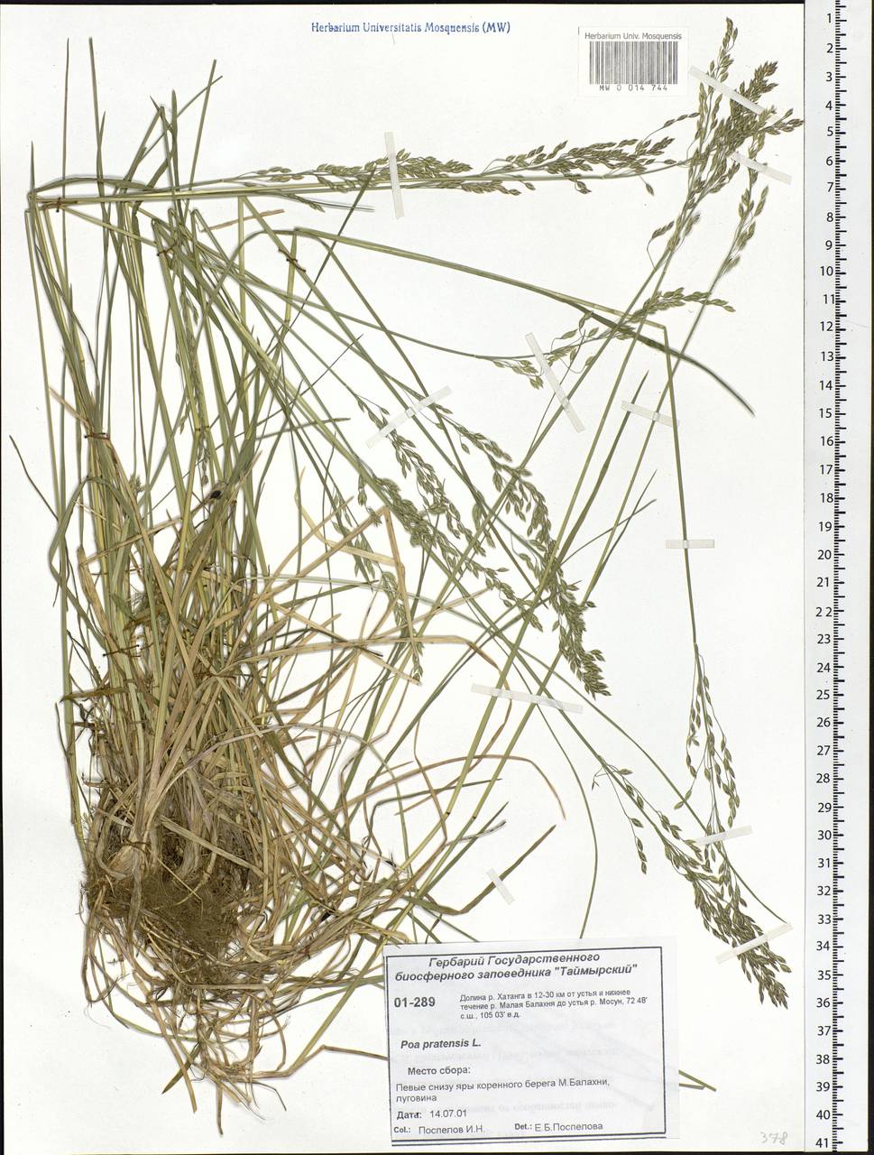 Poa pratensis L., Siberia, Central Siberia (S3) (Russia)