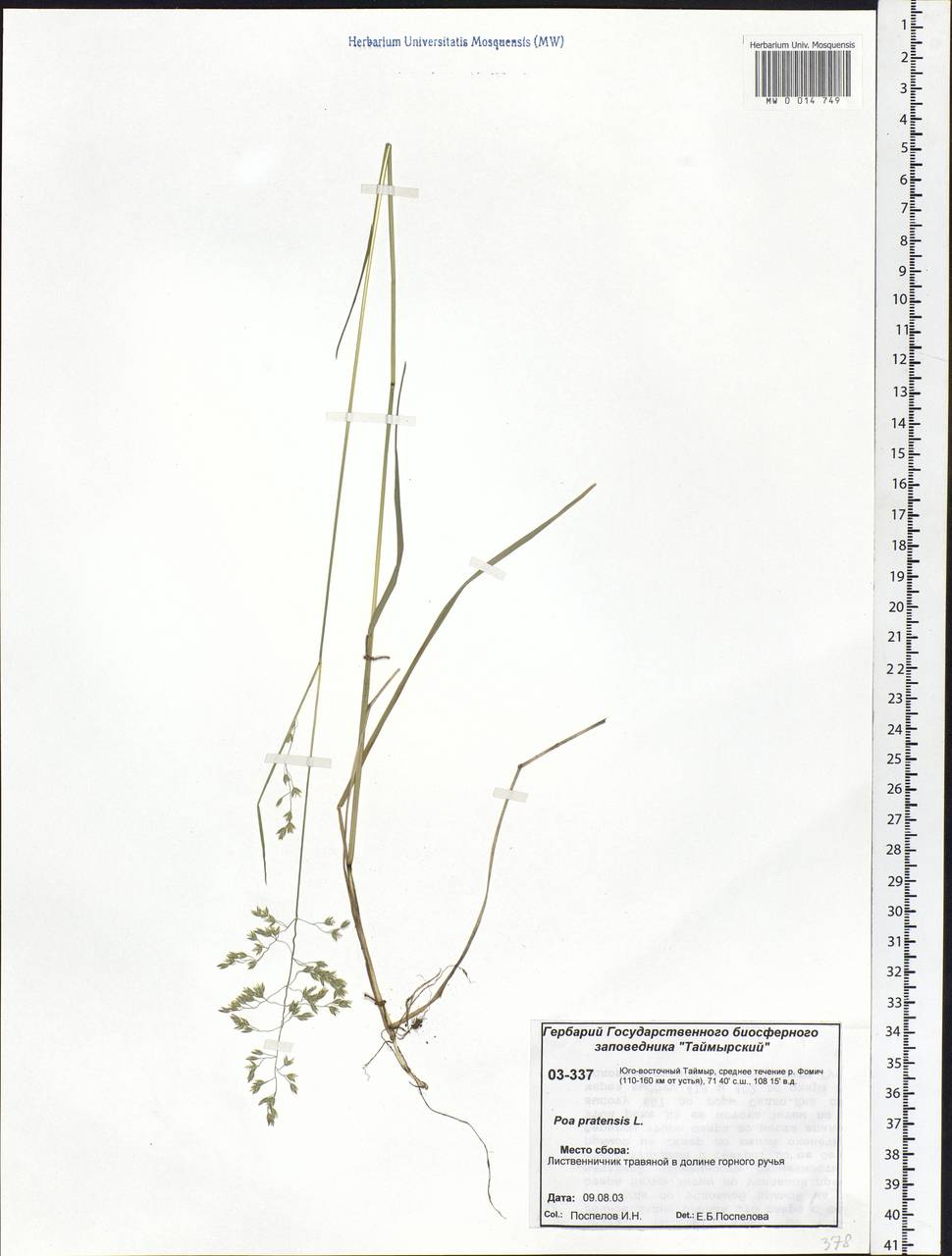 Poa pratensis L., Siberia, Central Siberia (S3) (Russia)