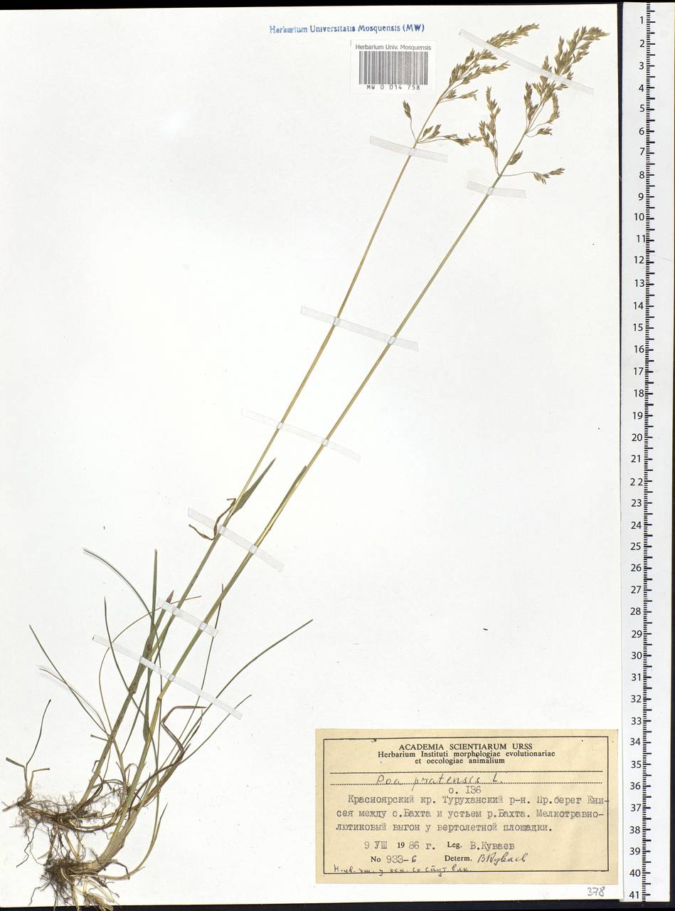 Poa pratensis L., Siberia, Central Siberia (S3) (Russia)