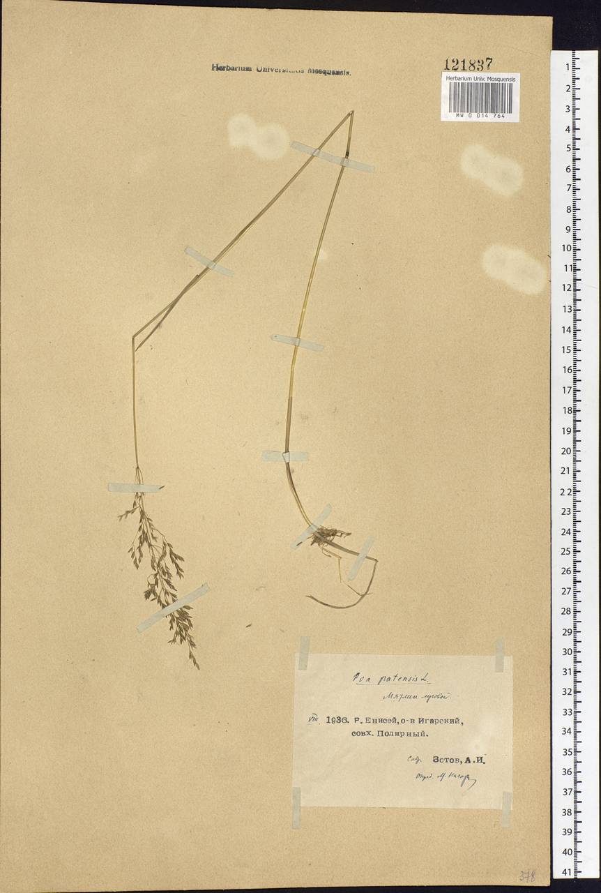 Poa pratensis L., Siberia, Central Siberia (S3) (Russia)