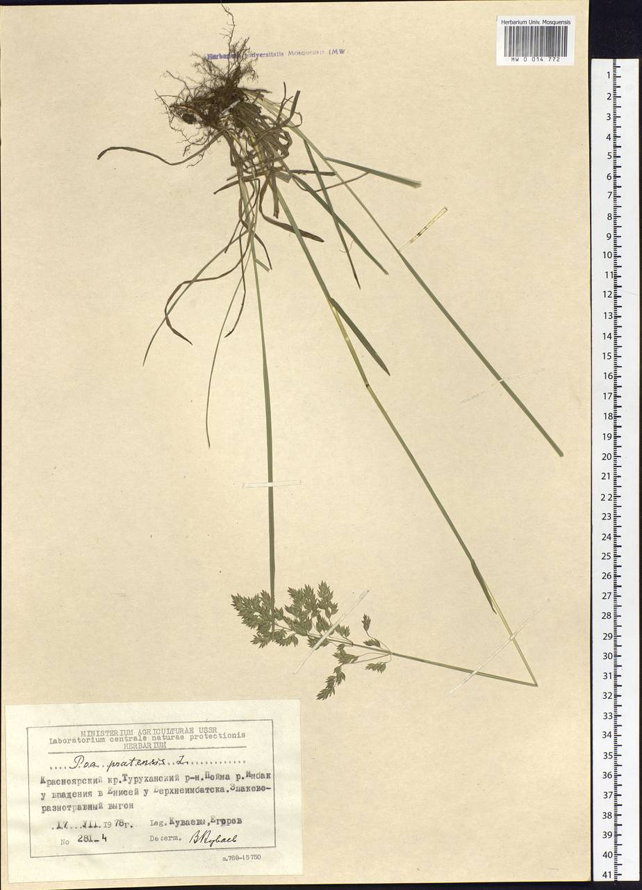 Poa pratensis L., Siberia, Central Siberia (S3) (Russia)